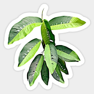 RHAPHIDOPHORA VARIEGATA Sticker